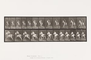 Tafel 630. Galopp; Sattel; Graue Stute Pandora