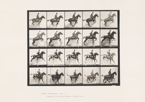 Tafel 640. Ein Hindernis überspringen; Sattel; Braunes Pferd Daisy