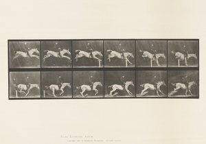 Tafel 641. Hürde überspringen; Sattel; Hürde umstoßen und