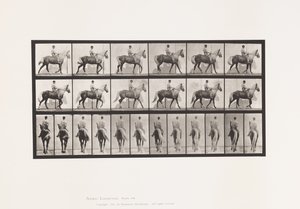 Tafel 653. Laufend; Sattel; Lahm, Rechter Vorderfuß; Pferd-Buckskin