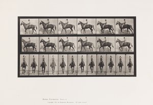 Tafel 654. Gehend; Sattel; Lahm, rechter Vorderfuß; Pferd-Buckskin