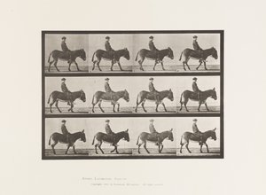 Platte 665. Esel; Gehen; Ohne Sattel; ein Junge reitet, Jennie