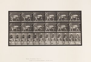 Tafel 677. Ziege; Im Sulky gehend von Eadweard Muybridge