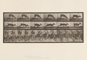 Tafel 681. Virginia-Hirsch; (Ohne Geweih) Bock gehend von Eadweard Muybridge
