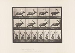 Tafel 695. Elch, Galoppierend von Eadweard Muybridge