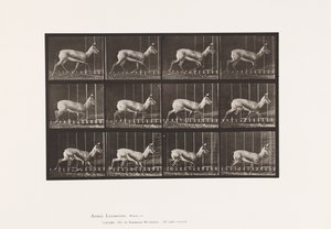 Tafel 697. Antilope; Traben von Eadweard Muybridge