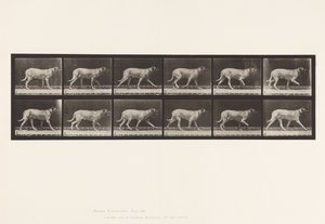 Tafel 706. Hund; Trabend; Mastiff von Eadweard Muybridge