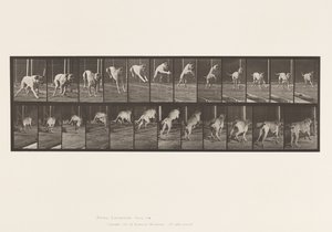 Platte 712. Hund; Hürde springen; Mastiff, Dread