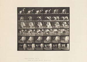 Tafel 713. Hund; Umdrehen, etc; Setter Kate