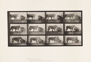 Tafel 727. Löwin; Gehend; Löwe; Liegend von Eadweard Muybridge