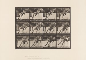 Tafel 753. Känguru; Springen