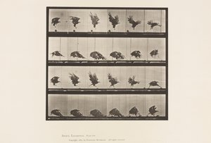 Tafel 770. Amerikanischer Adler; Fliegend nahe dem Boden