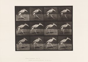 Tafel 774. Adjutant; Gehend von Eadweard Muybridge