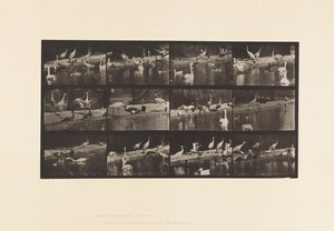 Tafel 779. Störche; Schwäne, usw. von Eadweard Muybridge