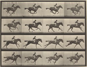 Plattennummer 626. Galopp, Vollblut-Braune Stute, Annie G. von Eadweard Muybridge