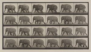 Tafel Nummer 733. Elefant im Gehen
