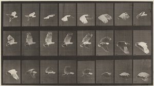 Tafel Nummer 758. Kakadu fliegt, 1887 von Eadweard Muybridge