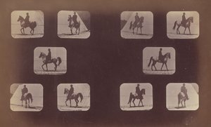 Studien von Verkürzungen. Pferde. Gehen. Mahomet. Nr. 119-120 von Eadweard Muybridge