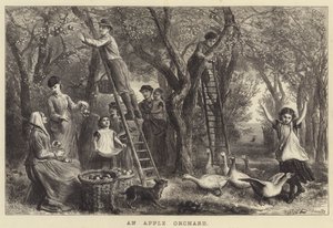 Ein Apfelgarten (Gravur) von Ebenezer Newman Downard