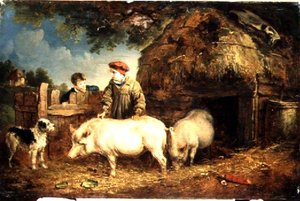 Schweine füttern