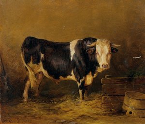 Stier im Stall
