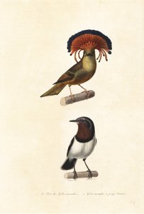 Amazonischer Königstyrann und Braunkehl-Würgertangare