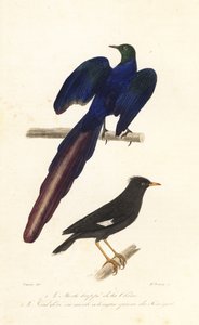 Haubenmaina und Langschwanz-Glanzstar