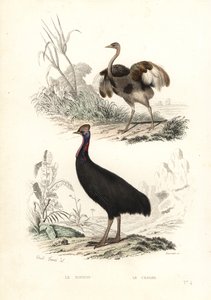 Großer Nandu und Südlicher Kasuar