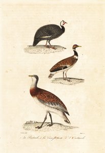 Perlhuhn und Trappen