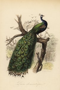 Indischer Pfau, Pavo cristatus