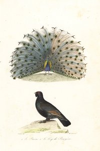 Indischer Pfau und Auerhuhn