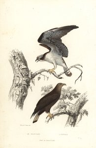 Fischadler und Seeadler