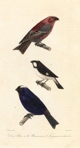 Fichtengimpel, Liniensperling und Diademtangare