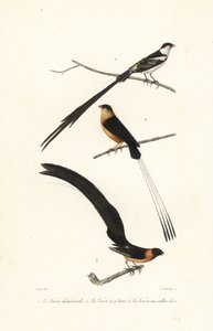 Witwen-Vögel