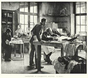 Labor für vergleichende Anatomie (Stich)