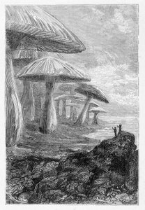 Es ist nur ein Wald aus Pilzen, sagt er, Zeichnung von Riou in „Voyages Extraordinary“ von Jules Verne, ed. Hetzel, n.d. 19. Jahrhundert