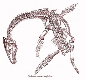 Plesiosaurus macrocephalus von Edouard Riou