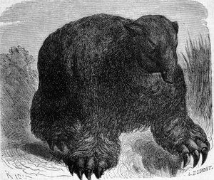 Urgeschichte: Darstellung eines Megatheriums (erdfauler Elefant). Gravur von Edouard Riou (1833-1900) aus dem späten 19. Jahrhundert von Edouard Riou