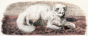 Angorakatze - „Alphabet illustriert Tiere“ 19. Jahrhundert von Edouard Travies