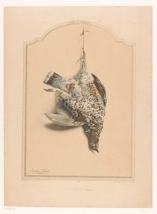 Totes weibliches Haselhuhn, an einem Bein hängend