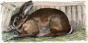 Hauskaninchen - „Alphabet illustriert Tiere“ 19. Jahrhundert von Edouard Travies