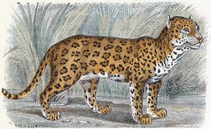 Jaguar - „Alphabet illustriert Tiere“ 19. Jahrhundert