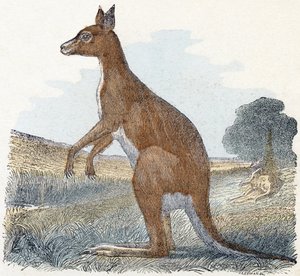 Känguru - „Alphabet illustriert Tiere“ 19. Jahrhundert