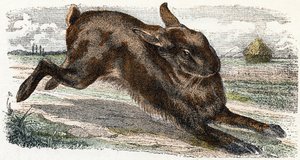 Hase - „Alphabet illustriert Tiere“ 19. Jahrhundert