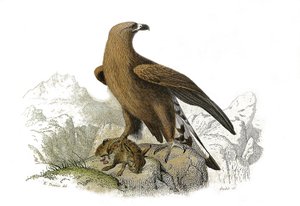 Zoologische Tafel: Nachtgreifvögel. Der große Adler. Tafel aus den neun Bänden über Vögel in „Gesammelte Werke von Buffon“ von Georges Louis Leclerc, Graf von Buffon (1707-1788) von Edouard Travies