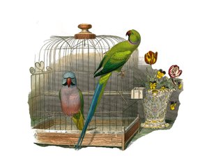 Zoologische Tafel: Klettervögel. Der Schnurrbart-Sittich und der rosa Halsband-Sittich. Tafel aus den neun Bänden über Vögel in „Gesammelte Werke von Buffon“ von Georges Louis Leclerc, Graf von Buffon