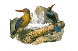 Naturgeschichtstafel: Zoologische Tafel, die syndaktyle Sperlingsvögel darstellt (mit zwei oder mehr zusammengewachsenen Fingern). Großschnabel- und Graukopf-Eisvogel. Tafel aus den neun Bänden über Vögel in „Gesammelte Werke von Buffon“ von Naturforscher  von Edouard Travies
