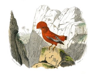 Naturgeschichtstafel: Zoologische Tafel, die dentiroströse Sperlingsvögel (mit Kerbe) darstellt. Der Hahn. Tafel aus den neun Bänden über Vögel in „Gesammelte Werke von Buffon“ geschrieben von dem Naturforscher Georges Louis Leclerc, Graf von Buffon (1707-