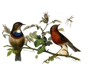 Naturgeschichte Platte: Zoologische Tafel, die Insektenfresser darstellt