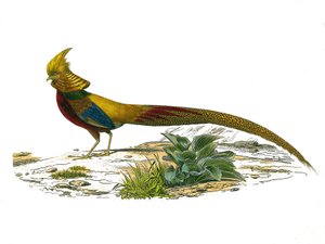 Naturgeschichtstafel: Zoologische Tafel, die Hühnervögel darstellt: der chinesische Goldfasan. Tafel aus den neun Bänden über Vögel in „Gesammelte Werke von Buffon“ geschrieben von dem Naturforscher Georges Louis Leclerc, Graf von Buffon (1707-1788) zwis von Edouard Travies